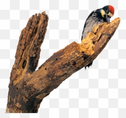 Download Woodpecker Png - Woodpeckers,Woodpecker Png