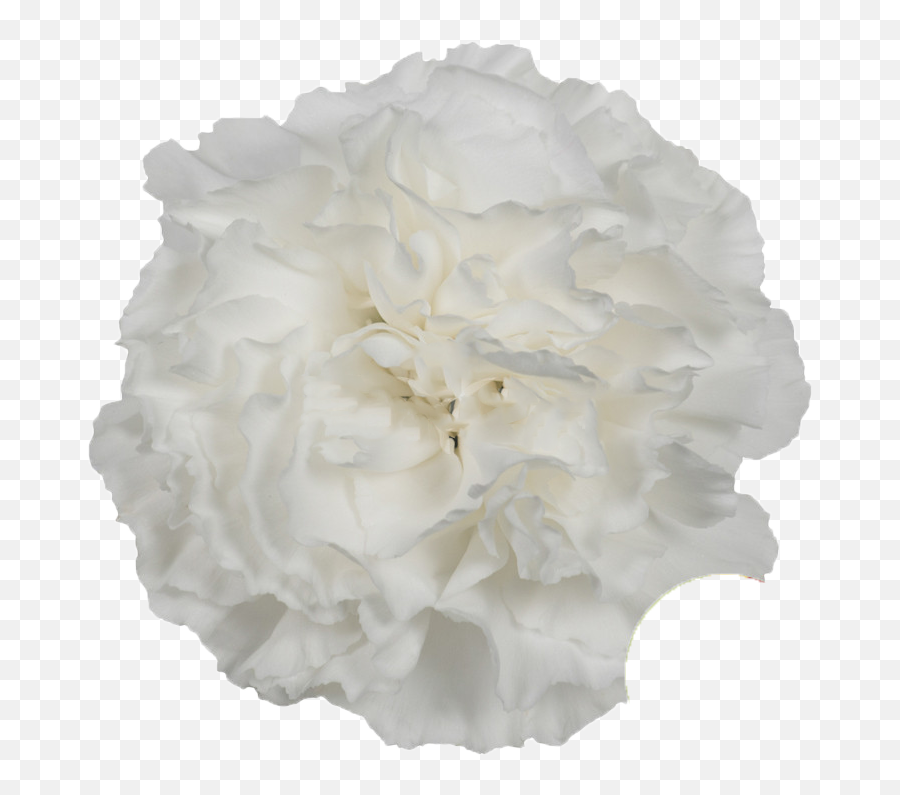 Moon Light - Bright White Carnation Hydrangea Png,Bright White Light Png