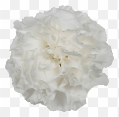 Moon Light - Bright White Carnation Hydrangea png