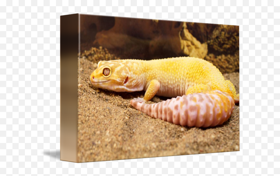 Aptor Leopard Gecko - Aptor Leopard Gecko Adult Png,Leopard Gecko Png