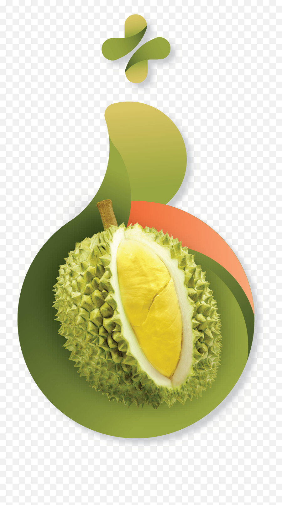 Durian Png - Durio Zibethinus,Durian Png