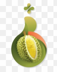 Durian Png - Durio Zibethinus,Durian Png