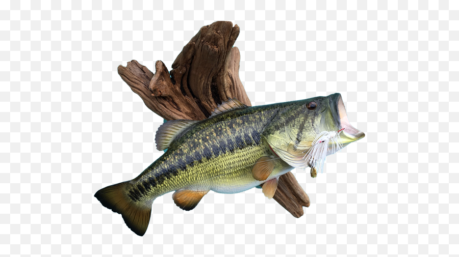 Fish Replicas U0026 Replica Mounts - New Wave Taxidermy Pull Fish Out Of Water Png,Largemouth Bass Png