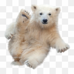 Type Img Polar Bears - Png V30 Wallpapers German Spitz Mittel,Polar Bear Png