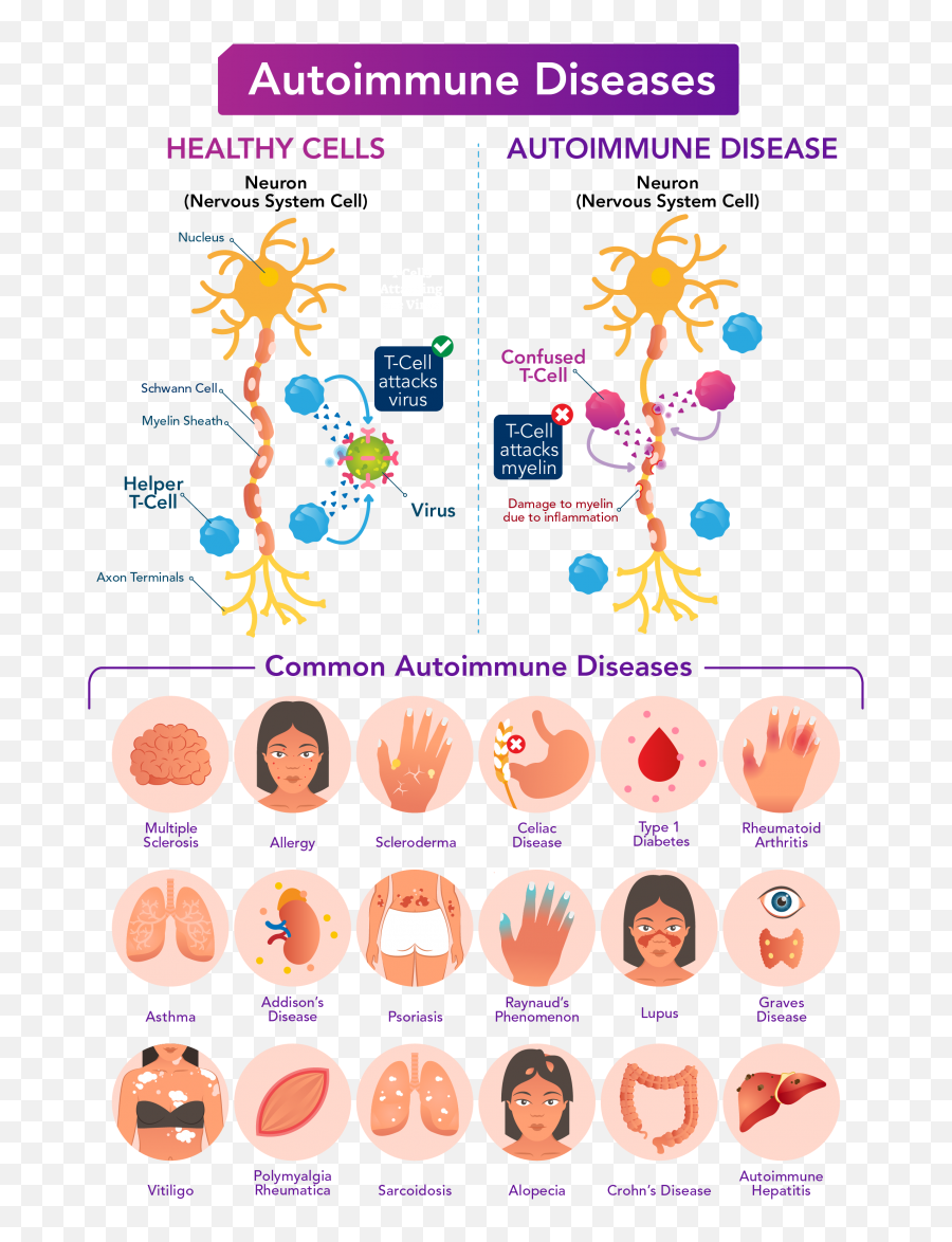The Immune Response A Cellular War Letu0027s Talk Science - Autoimmune Disease Illustration Png,Amoeba Icon