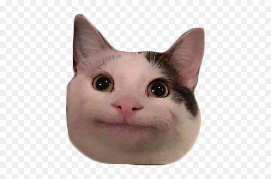 Meme Cat Polite Discord Freetoedit - Polite Cat Emoji Polite Cat Meme Transparent Png,Sad Cat Png