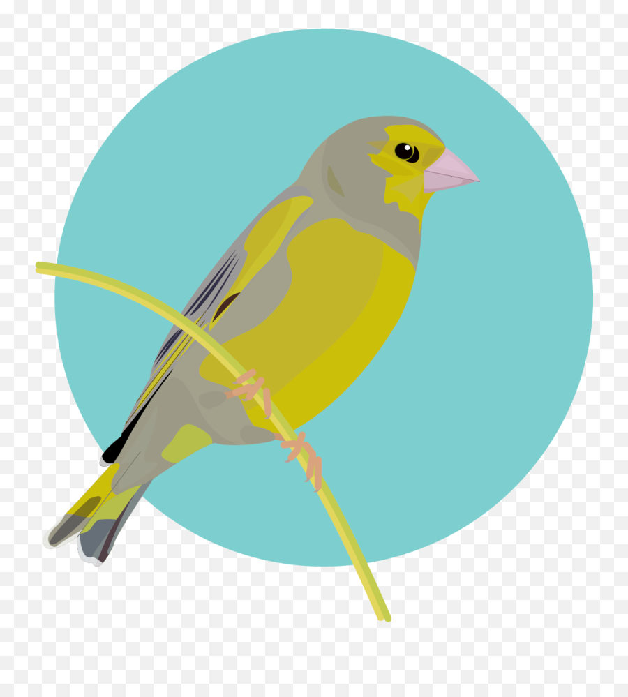 Graphics Bird Icons Colour Set 1 - Greenfinchcolour Domestic Canary Png,Kaggle Icon