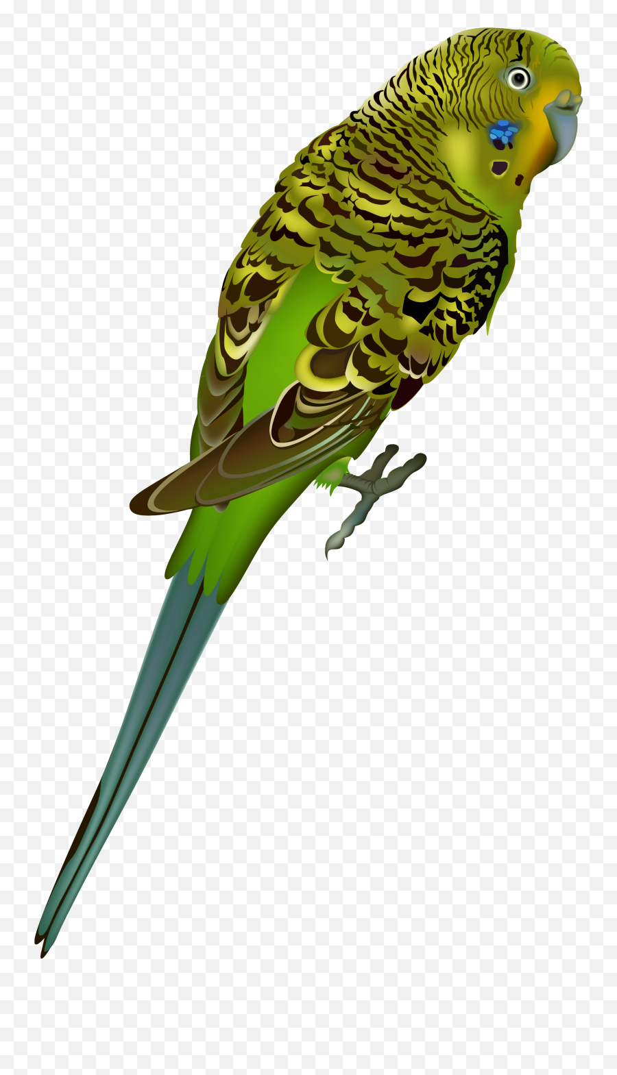 Images V74 Png Img Max Hummingbird - Parakeet No Background Png,Humming Bird Png