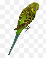 Images V74 Png Img Max Hummingbird - Parakeet No Background Png,Humming Bird Png