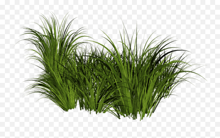 Grass Png Images Pictures - Transparent Background Grasses Png,Wild Grass Png
