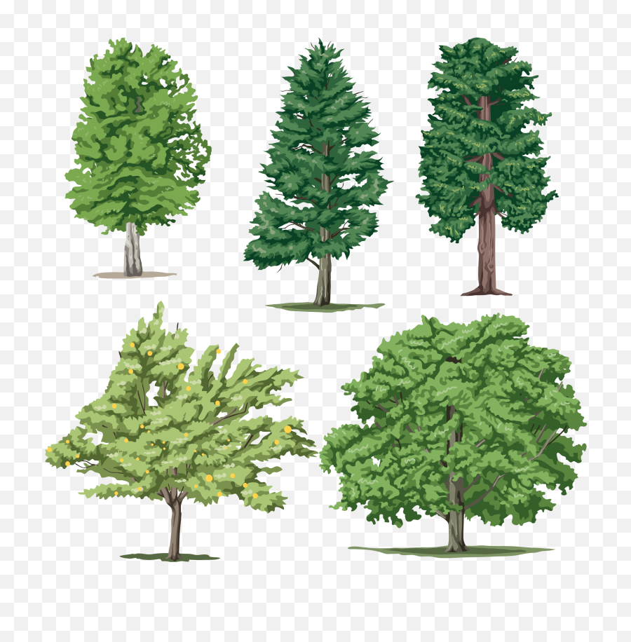 5 Different Trees Png Images Download - Tom And Jerry Kids,Pine Trees Png