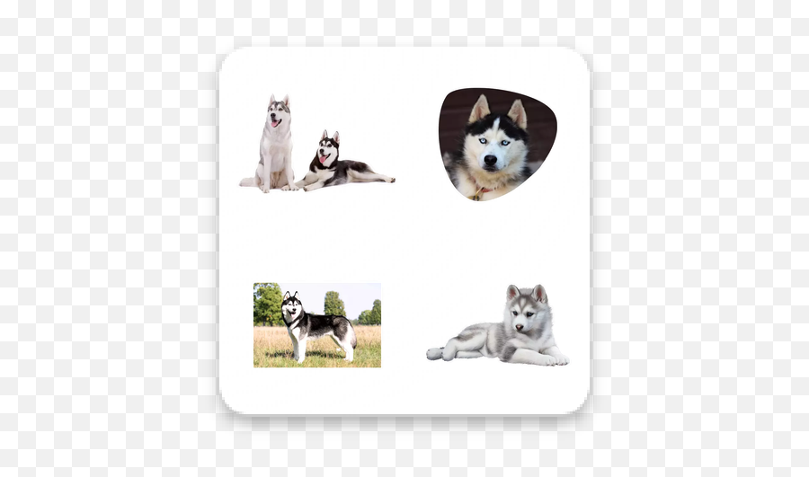 Download Siberian Husky Whatsapp Sticker Pack Apk Free - Northern Breed Group Png,Colton Haynes Icon