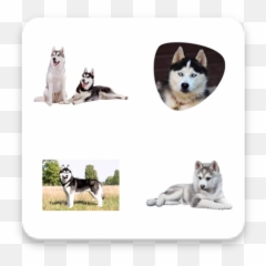 Download Siberian Husky Whatsapp Sticker Pack Apk Free - Northern Breed Group png