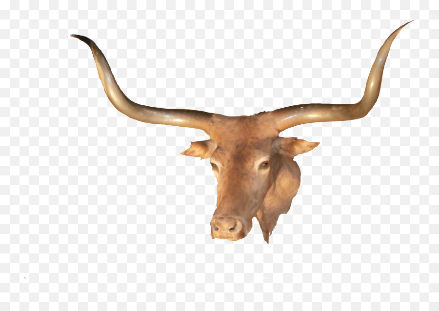 Png Hd Longhorn - Longhorn Steakhouse,Longhorn Png