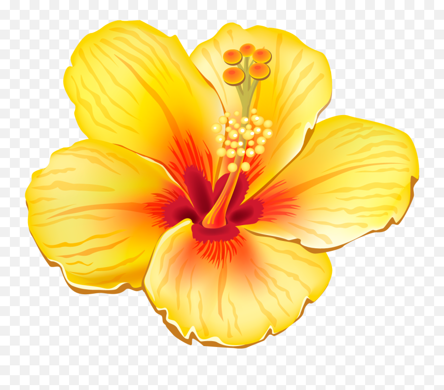 Yellow Exotic Flower Png Clipart Picture Hawaiian Flowers