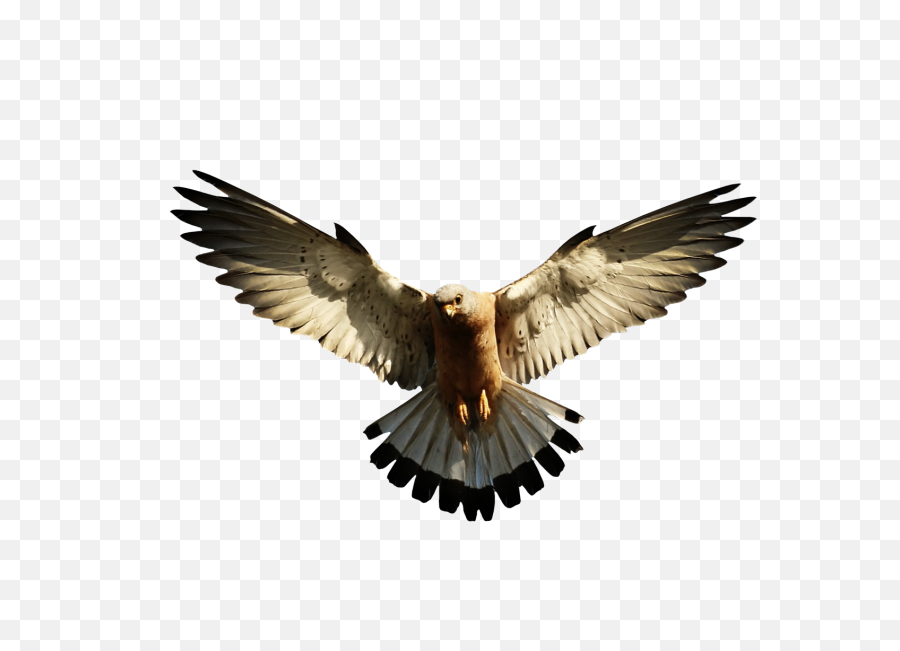 Eagle Png1210 - Photo 1641 Free Transparent Png Images On Imagenes De Aves Png,Eagle Head Png