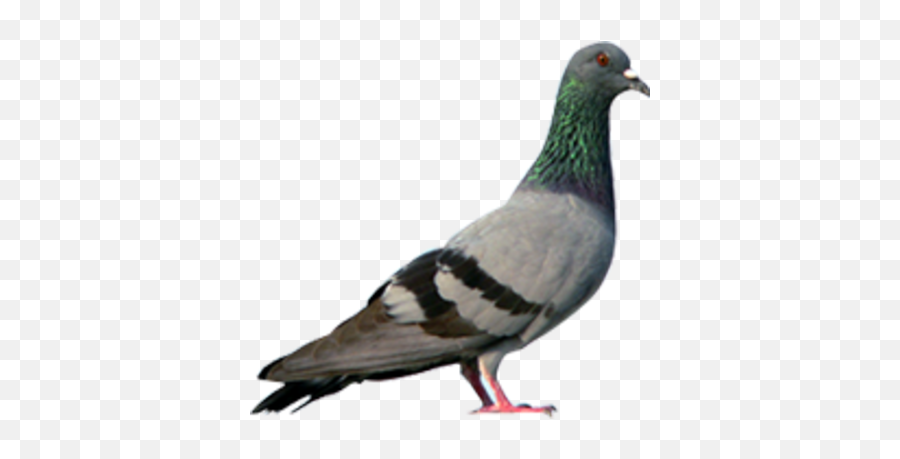 Download Free Png Pigeon Hd - Hindi Ka Letter Words,Pigeon Png