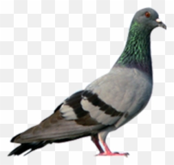 Download Free Png Pigeon Hd - Hindi Ka Letter Words,Pigeon Png
