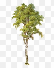 Free Transparent Tree Cliparts Download Clip Art - Silver Birch Tree Clipart Png,Transparent Tree Images