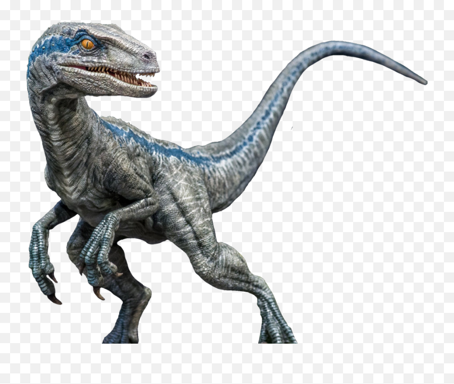 Velociraptor Transparent Free - Blue Jurassic World Png,Velociraptor Png