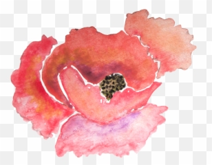 Png Clipart Black And White Stock - Watercolour Poppies Png,Poppy Png