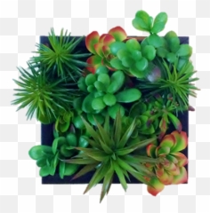 Faux Succulent Living Wall Edible Walls - Grass Png,Succulent Png