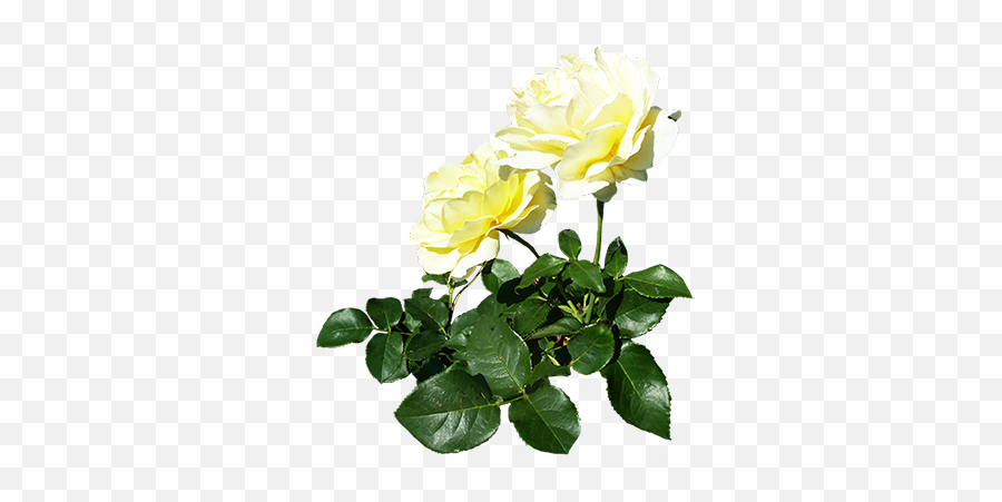White Roses - Two White Rose Png,White Roses Png