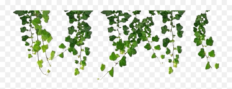 Vines Clipart Aesthetic Picture 2172596 Png Transparent