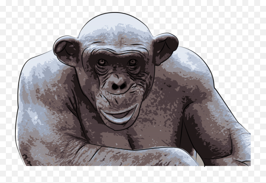 Ashes The Hairless Chimp 0 - Hairless Chimp Png,Chimp Png