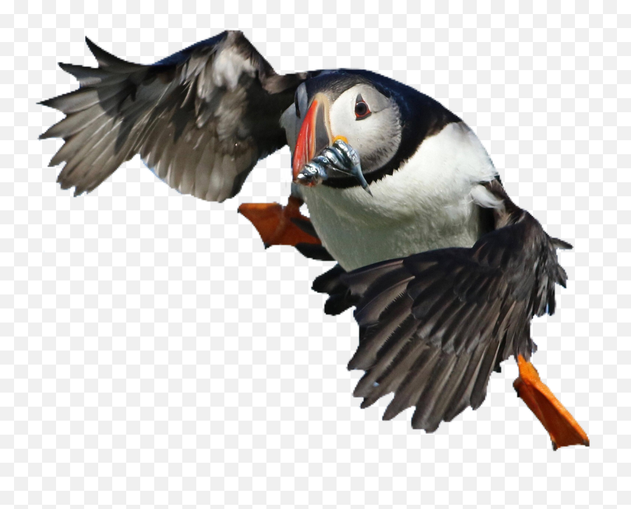 Puffin Bird Cute Pngs Png - Puffins,Puffin Png
