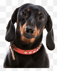 Dachshund Png - Dachshund Png,Dachshund Png