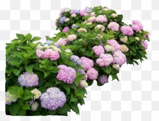 Hydrangea - Hydrangea Png,Hydrangea Png