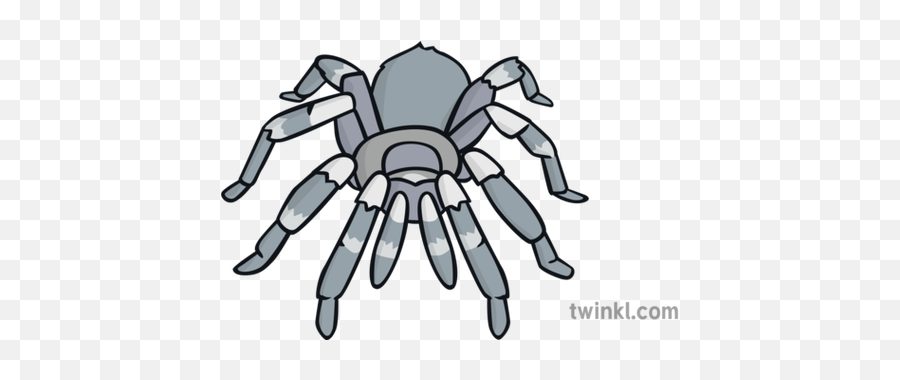 Silver Spider Illustration - Twinkl Tarantula Png,Cartoon Spider Png