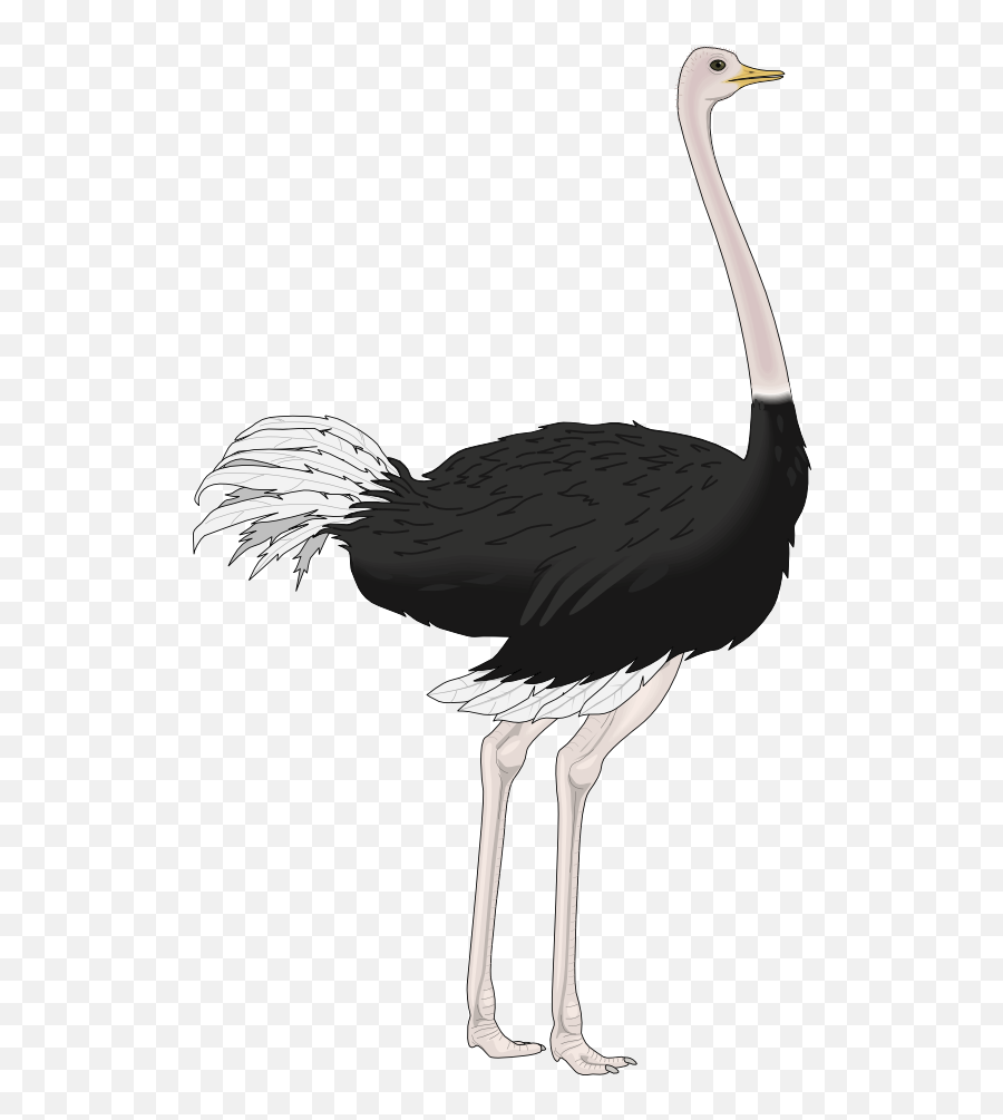 Download Png Ostrich