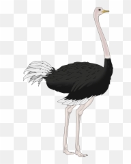 Download Png Ostrich