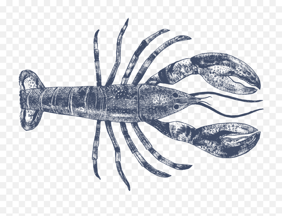 Live Whole Lobster Png