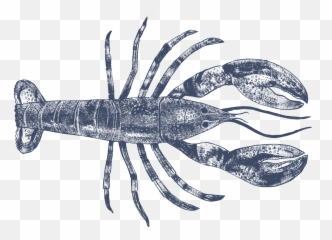 Live Whole Lobster Png