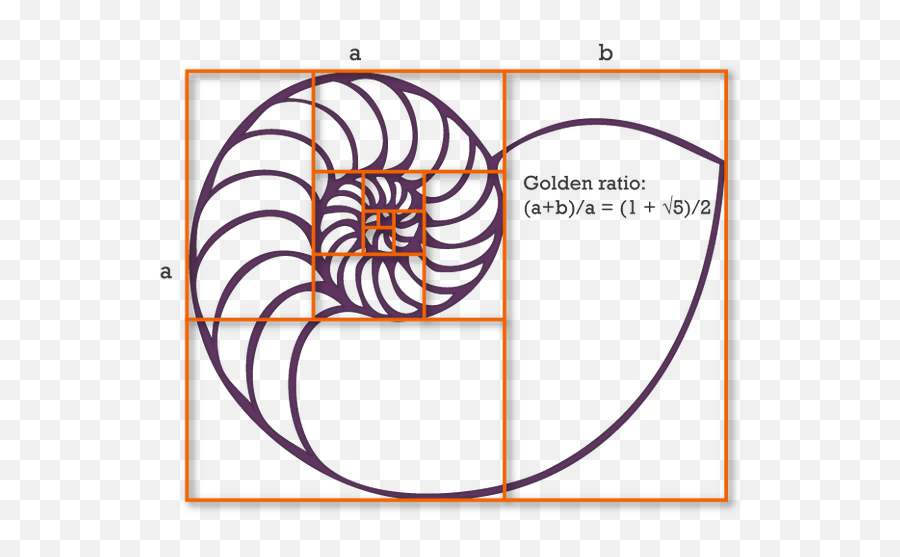 What Are Interesting Facts About The Golden Ratio Quora Nautilus Shell Golden Ratio Png Golden Ratio Png Free Transparent Png Images Pngaaa Com