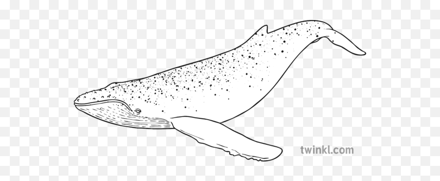 Blue Whale Black And White Illustration - Twinkl Whale Illustration Black And White Png,Blue Whale Png
