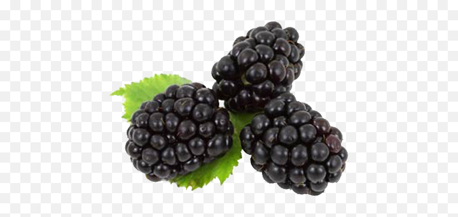 Blackberries - Black Berry Fruit Png,Blackberries Png