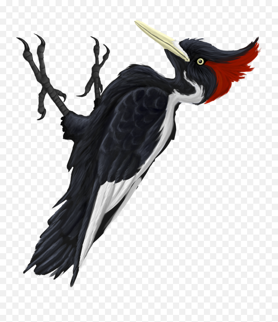 Ivory - Billed Woodpecker Clipart Full Size Clipart Ivory Billed Woodpecker Transparent Png,Woodpecker Png