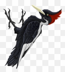 Ivory - Billed Woodpecker Clipart Full Size Clipart Ivory Billed Woodpecker Transparent Png,Woodpecker Png