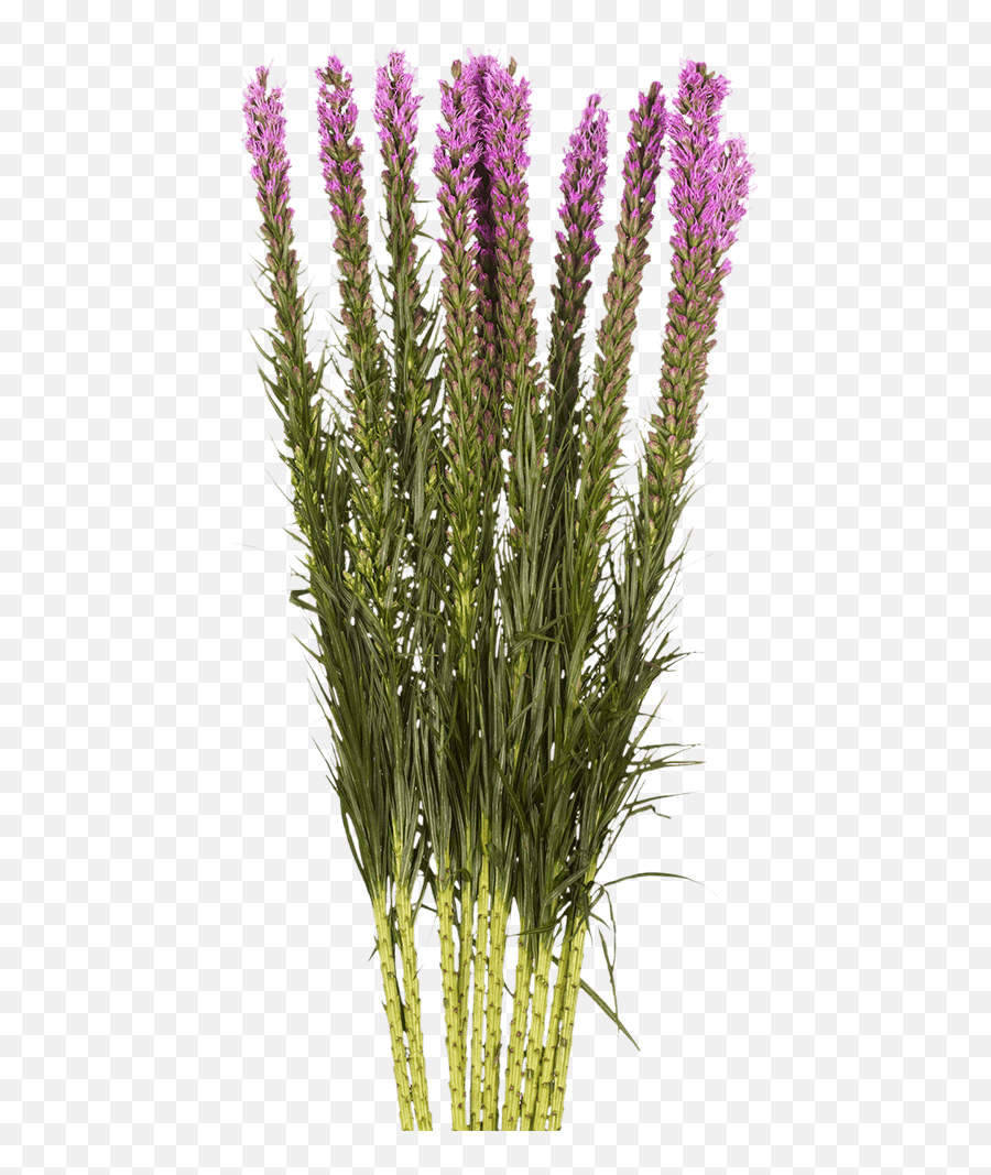 Send Liatris Flowers - Dense Blazing Star Png,Purple Flower Transparent