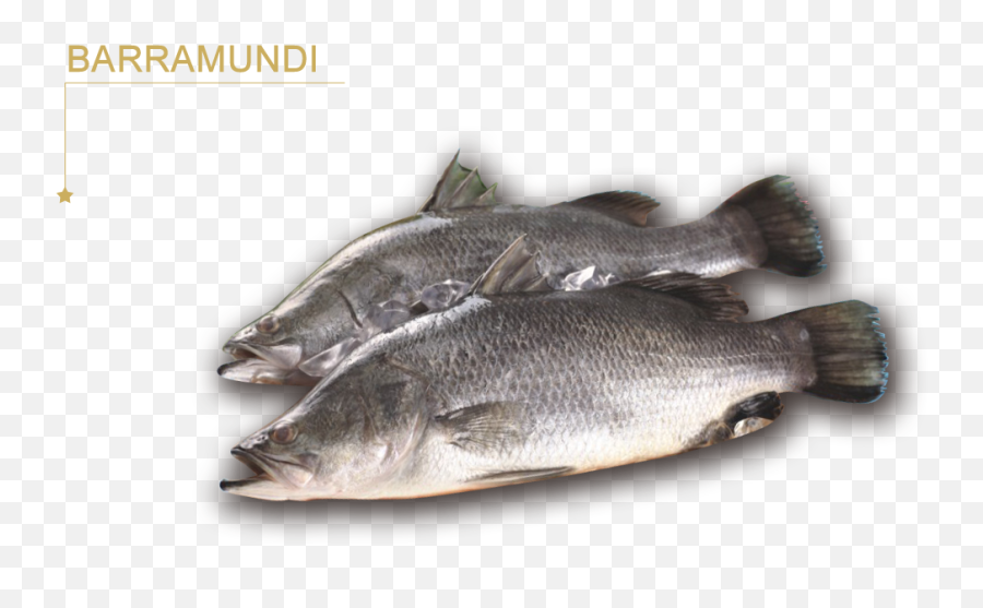 Forever Frozen Seafoods Inc - Fish Products Png,Largemouth Bass Png