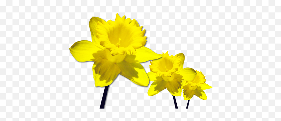 Daffodils Png Transparent Images All - March Flower Of The Month,Yellow Flower Transparent Background