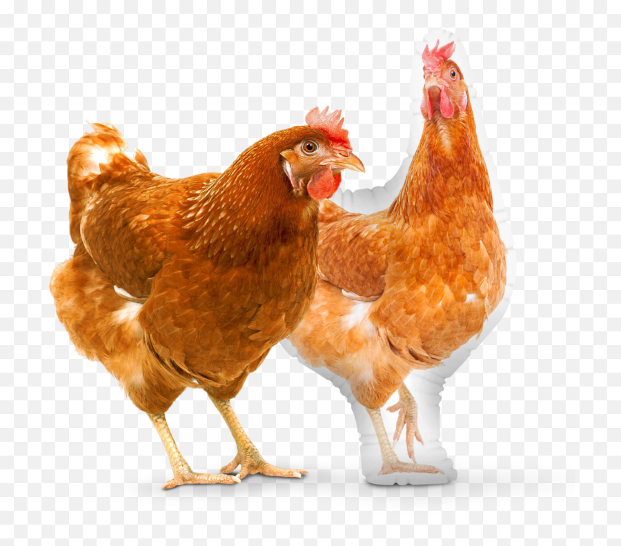 Custom Chicken Pillow Pillows - Roamwild Pestoff Chicken Feeder Png,How To Get Rooster Icon