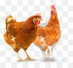 Custom Chicken Pillow Pillows - Roamwild Pestoff Feeder png