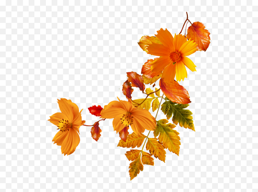 Flower Autumn Clip Art - Orange Flowers Png Download 600 Transparent Background Orange Flowers Clipart,Orange Flowers Png