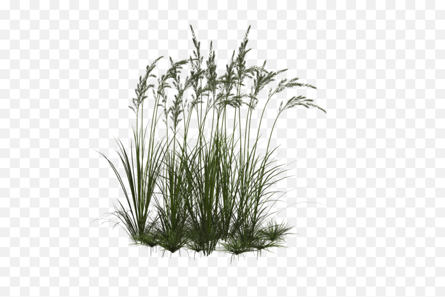 Download Grass Flower Png - Flowers And Grass Png,Wild Grass Png