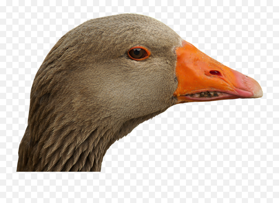 Goose Head Beak Bill Bird - Goose Head Png,Goose Transparent